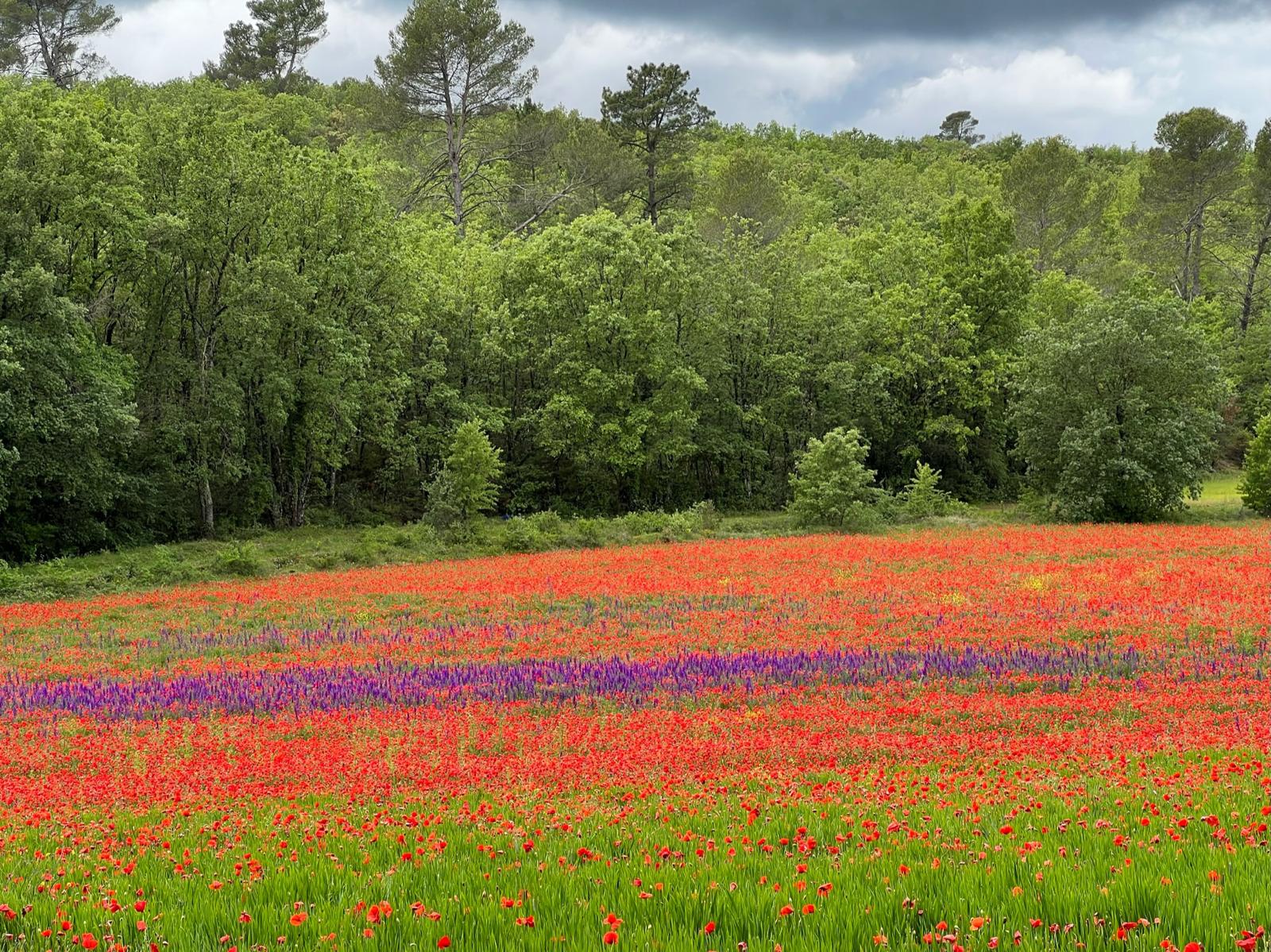 Champs de coquelicots